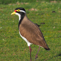 Banded Lapwing